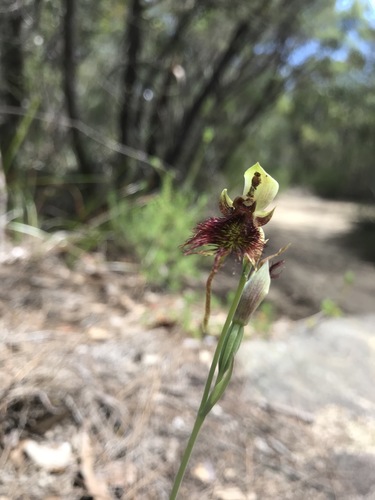 Calochilus paludosus