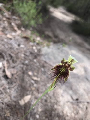 Calochilus paludosus