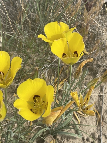 Calochortus aureus