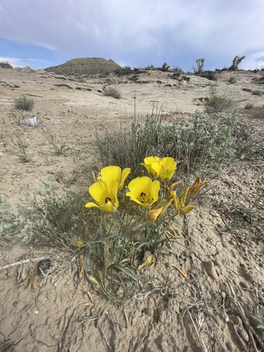 Calochortus aureus