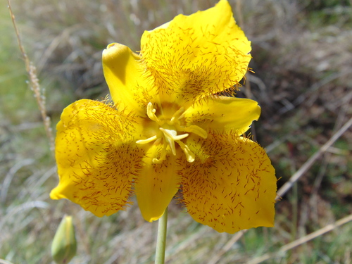 Calochortus barbatus