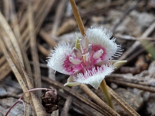 Calochortus elegans