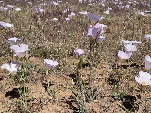 Calochortus flexuosus