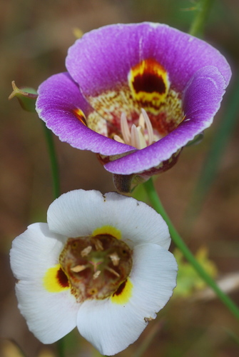 Calochortus superbus