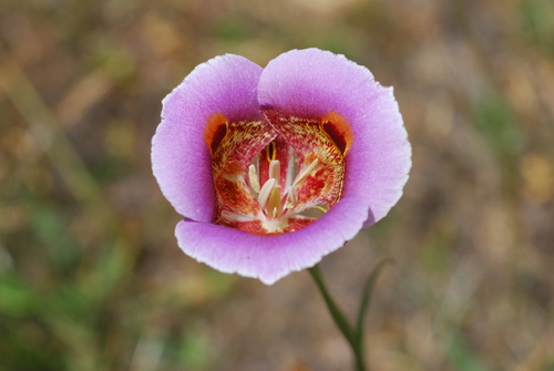 Calochortus superbus