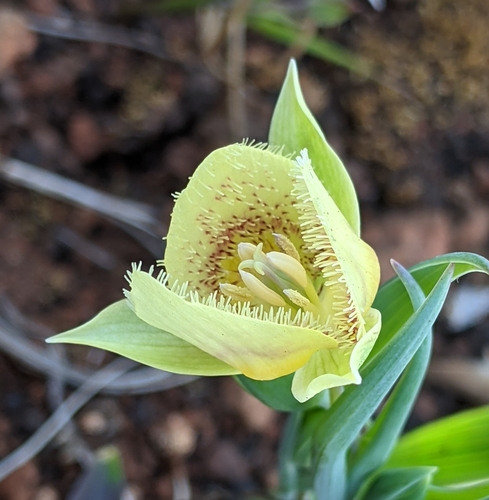 Calochortus tolmiei