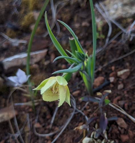 Calochortus tolmiei