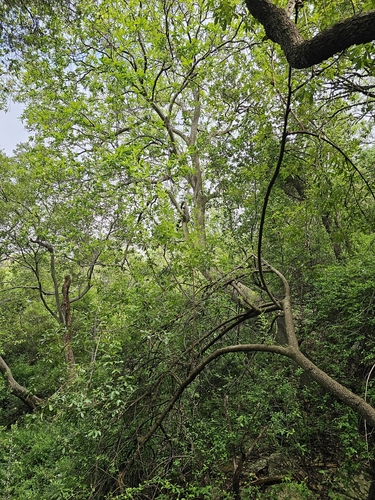Calodendrum capense