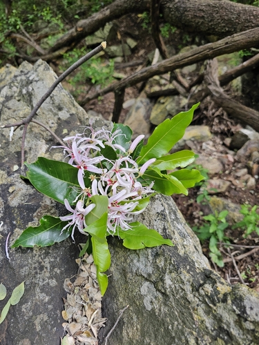 Calodendrum capense