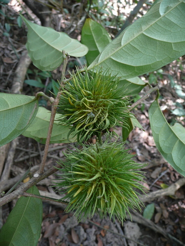 Caloncoba echinata