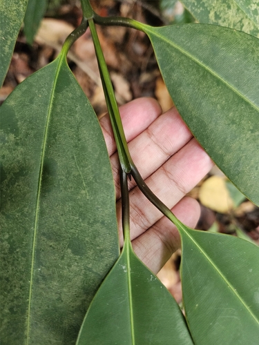 Calophyllum macrocarpum