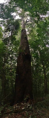 Calophyllum polyanthum