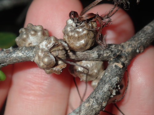 Calothamnus quadrifidus
