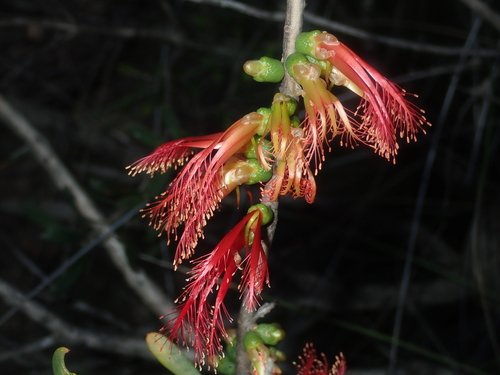 Calothamnus quadrifidus