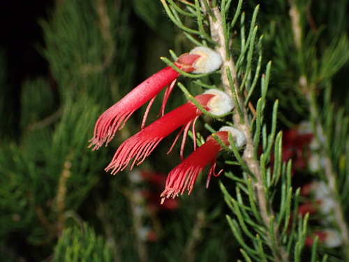 Calothamnus sanguineus