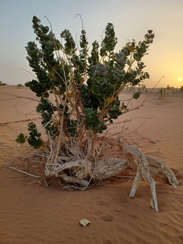 Calotropis procera