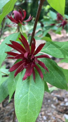 Calycanthus floridus
