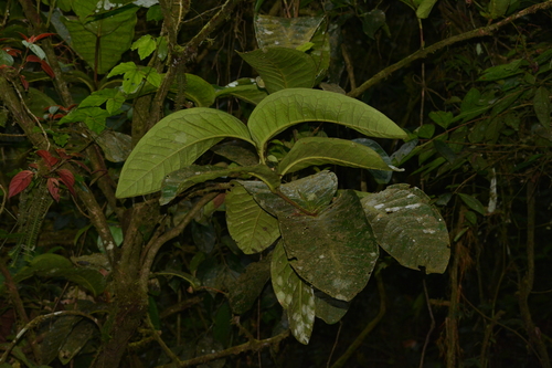 Calyptranthes aromatica