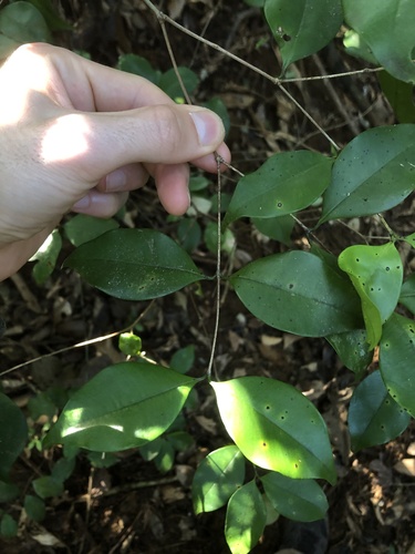 Calyptranthes lucida