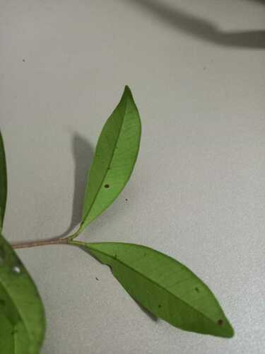 Calyptranthes variabilis