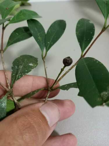 Calyptranthes variabilis