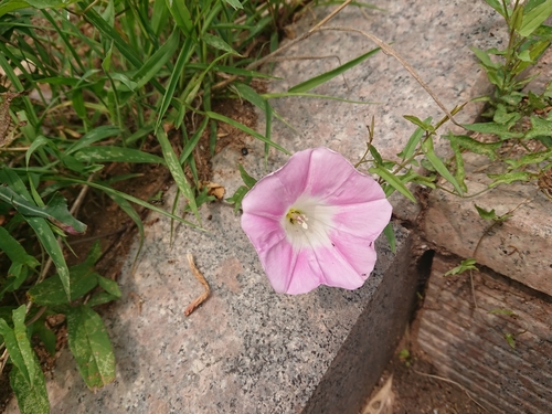 Calystegia hederacea