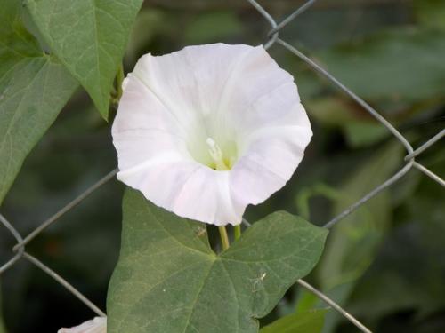 Calystegia sepium