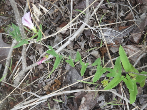 Calystegia subvolubilis