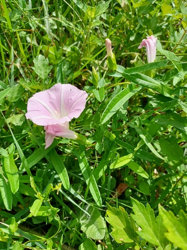 Calystegia subvolubilis