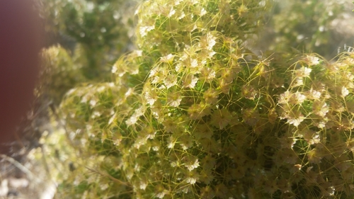 Calytrix tetragona