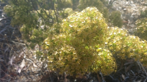 Calytrix tetragona