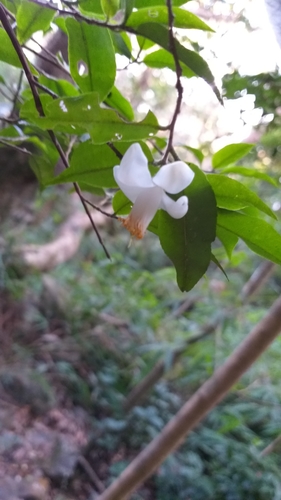 Camellia caudata