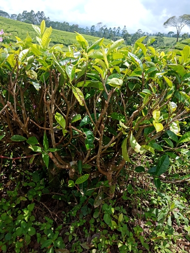 Camellia sinensis