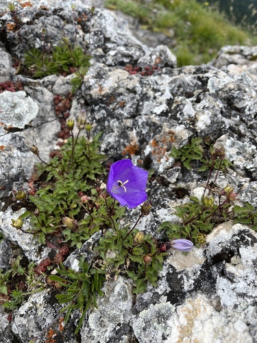 Campanula carpatica