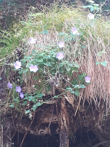 Campanula carpatica