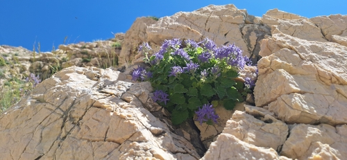 Campanula fenestrellata