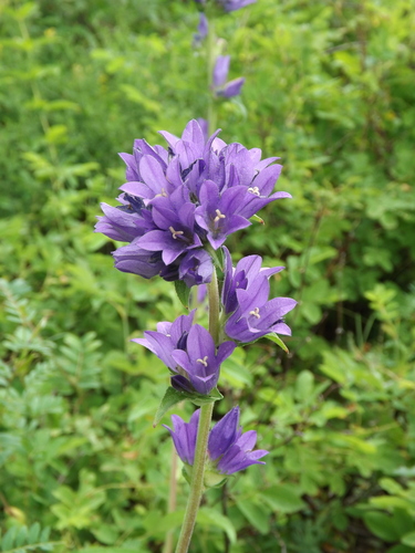 Campanula glomerata