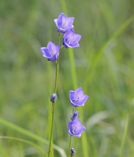 Campanula persicifolia
