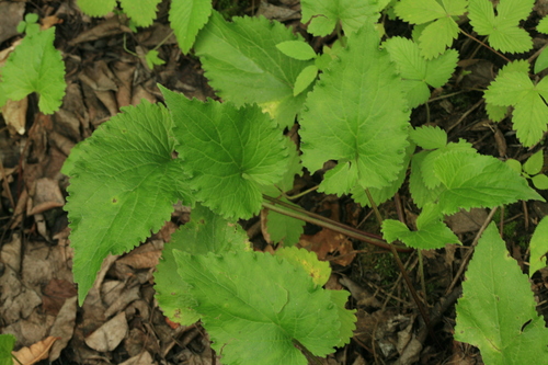 Campanula punctata