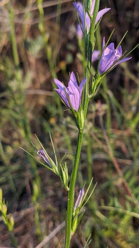 Campanula rapunculus