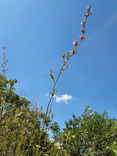 Campanula rapunculus