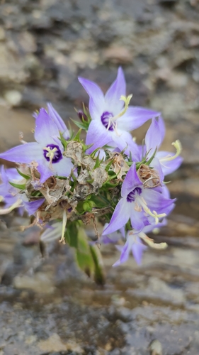 Campanula versicolor