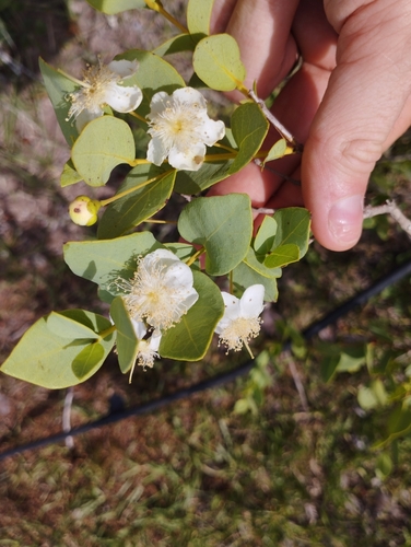Campomanesia aurea