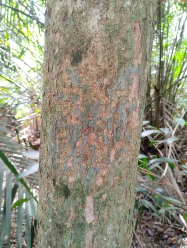 Canarium megalanthum