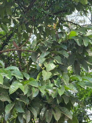 Canarium ovatum