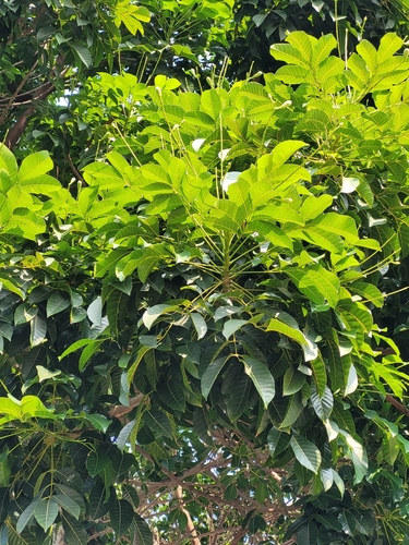 Canarium pimela
