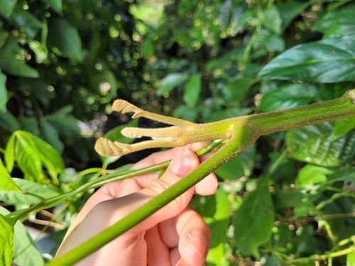 Canarium pimela