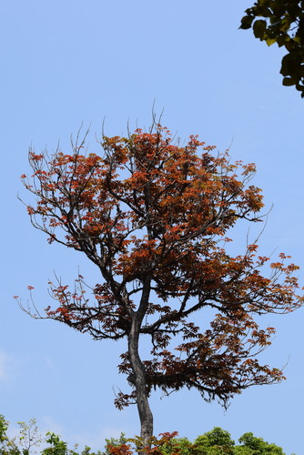 Canarium strictum