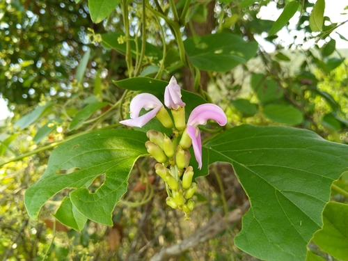 Canavalia lineata