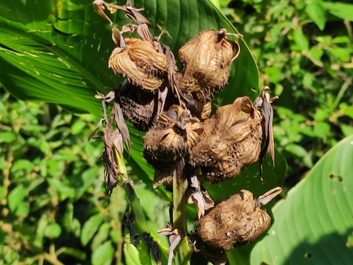 Canna discolor